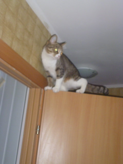 озорная скалалазка - лезть, вверх., кошка, дверь, квартира - оригинал