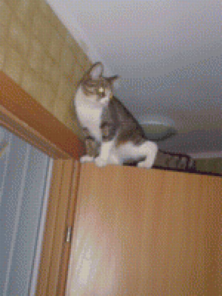 озорная скалалазка - вверх., кошка, лезть, дверь, квартира - предпросмотр