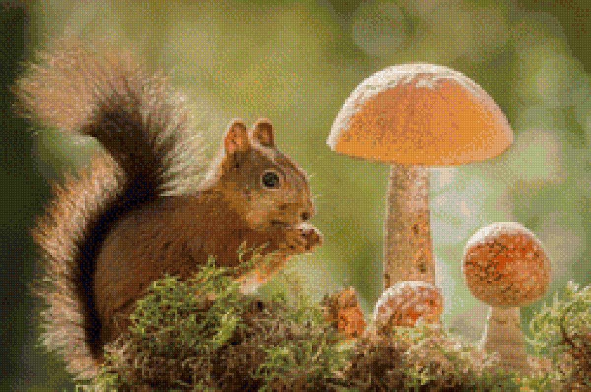 Белочка с грибочками - грибы, белочка, белочка с грибами, природа, лес, белка - предпросмотр