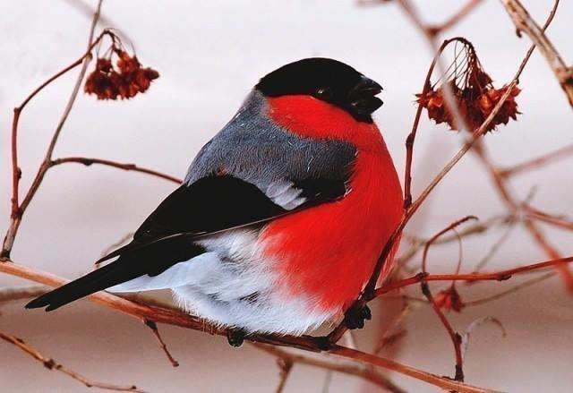 снегирь - птицы, снегири. зима - оригинал