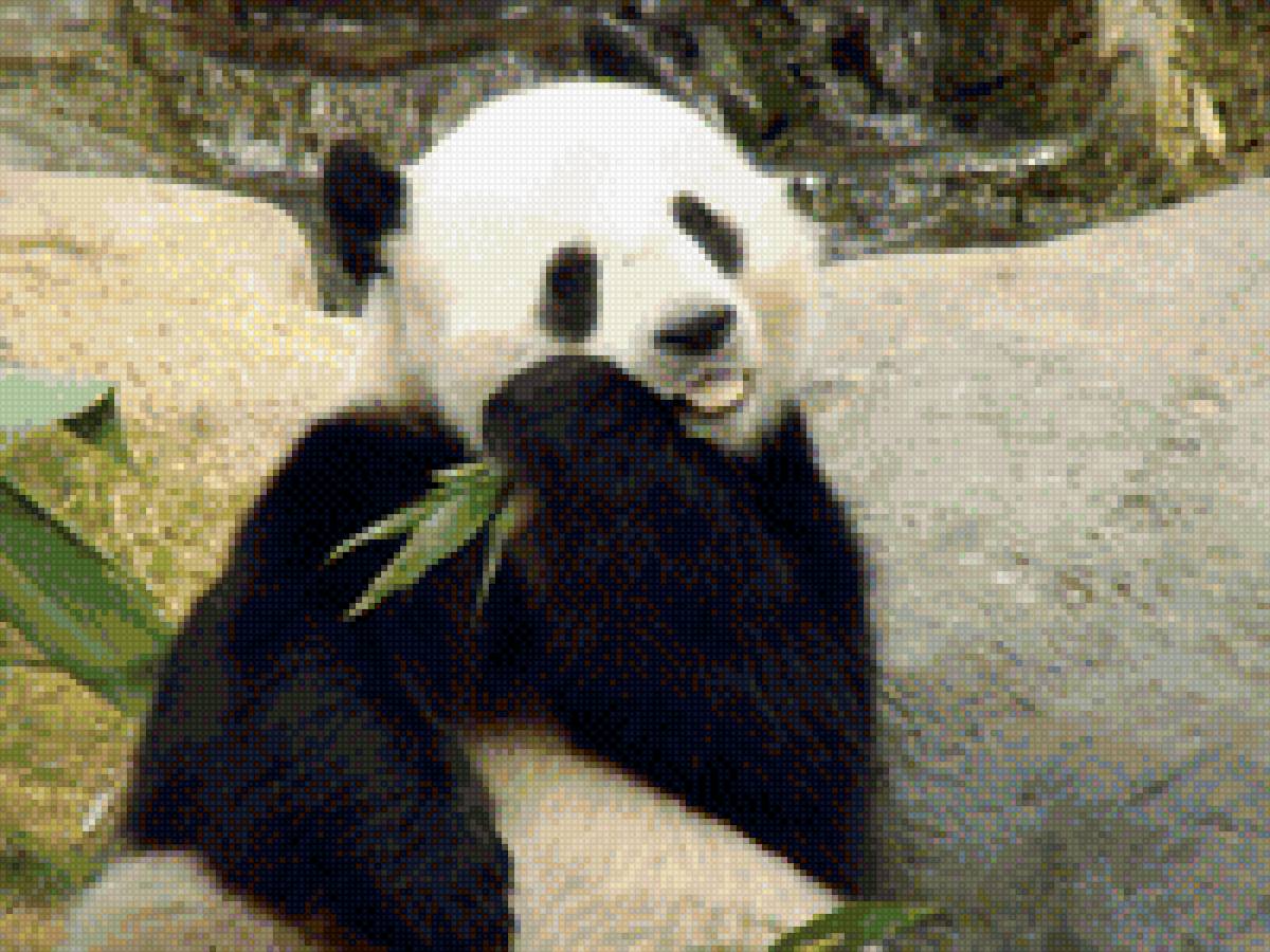 панда - животные, панда - предпросмотр
