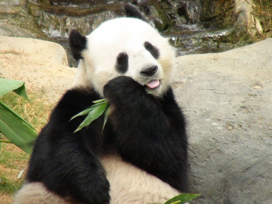 панда - животные, панда - оригинал