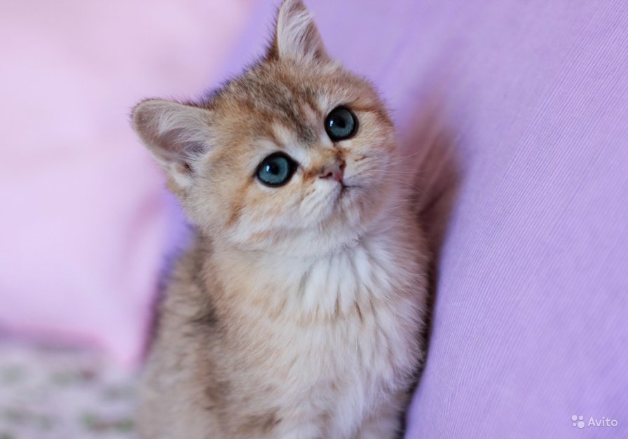 Лапушка - кошечка, милашка. - оригинал