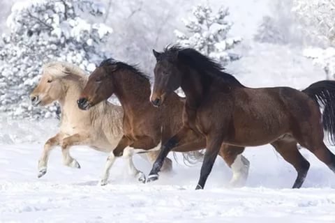 №1452378 - оригинал