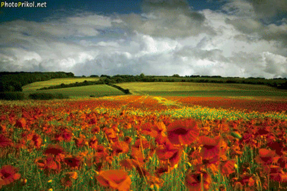 маки - природа - предпросмотр