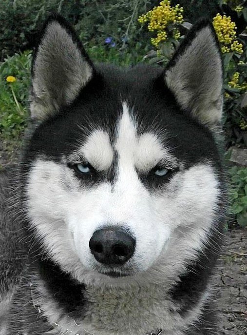 Умочка - хаски - оригинал