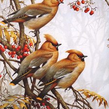 Оригинал схемы вышивки «птицы» (№1454360)
