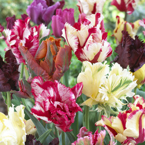 Тюльпаны - тюльпаны - оригинал