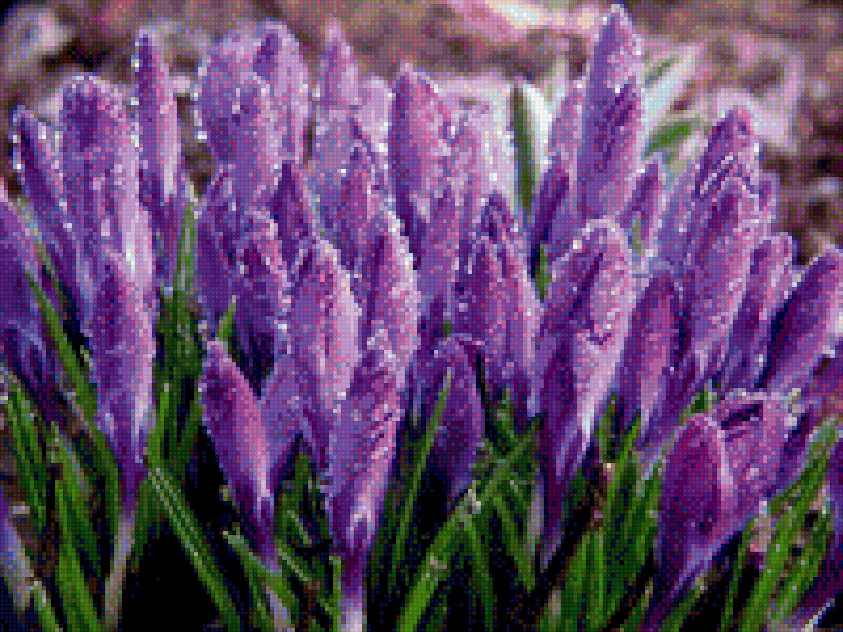 весенние цветы - весна цветы - предпросмотр