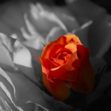 Схема вышивки «роза»