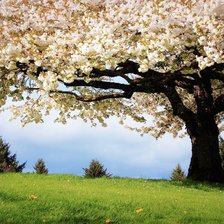 Схема вышивки «природа 1»