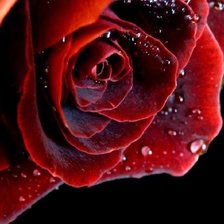 Схема вышивки «роза 3»