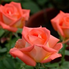 Схема вышивки «роза 4»