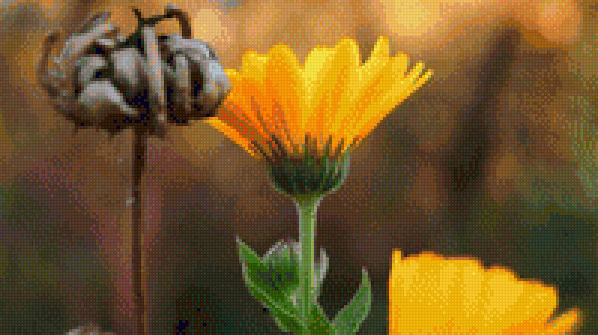 календула - цветы - предпросмотр