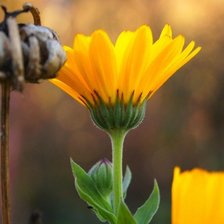 Схема вышивки «календула»
