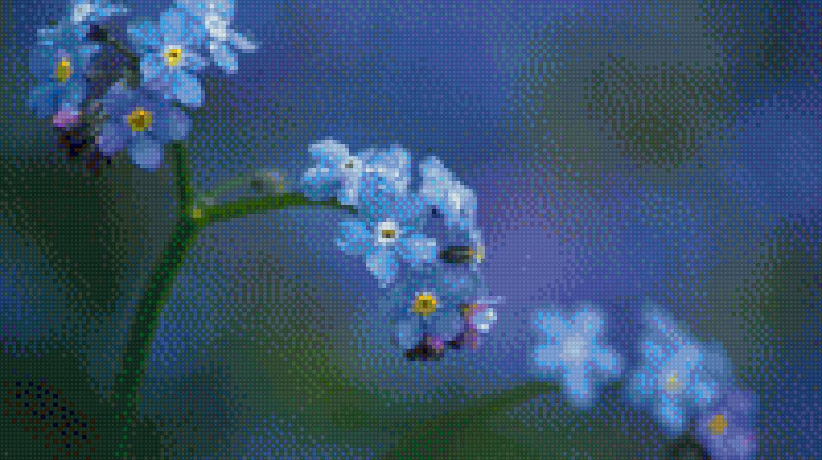 незабудки - цветы - предпросмотр