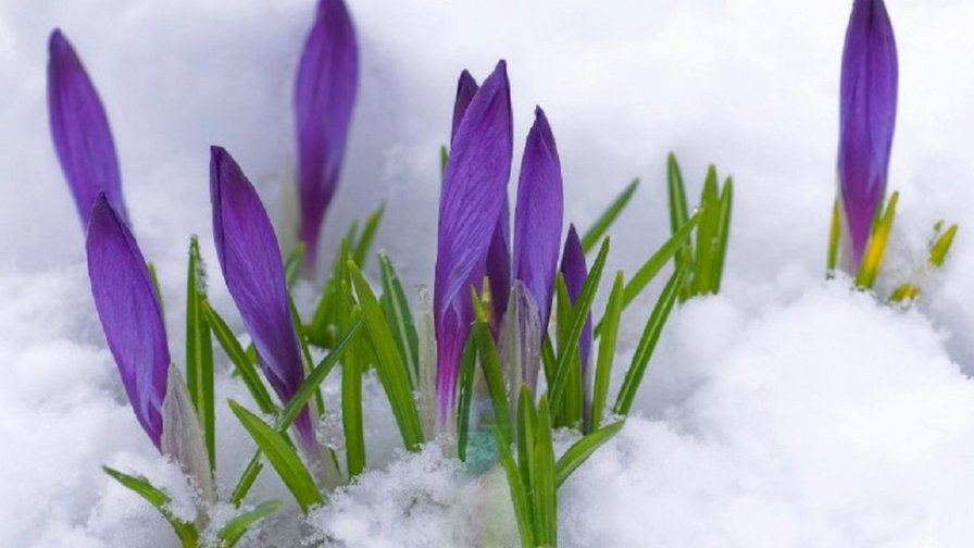 крокусы - цветы - оригинал