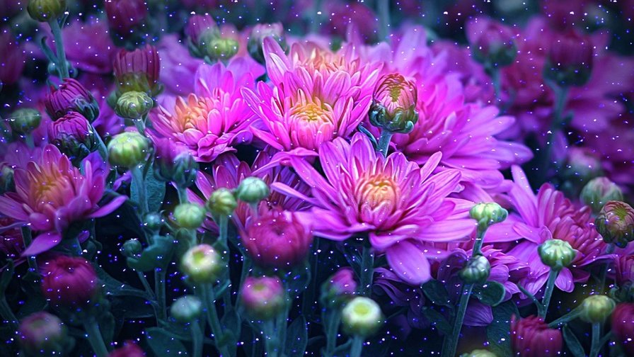 хризантемы - цветы - оригинал