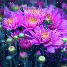 Схема вышивки «хризантемы»