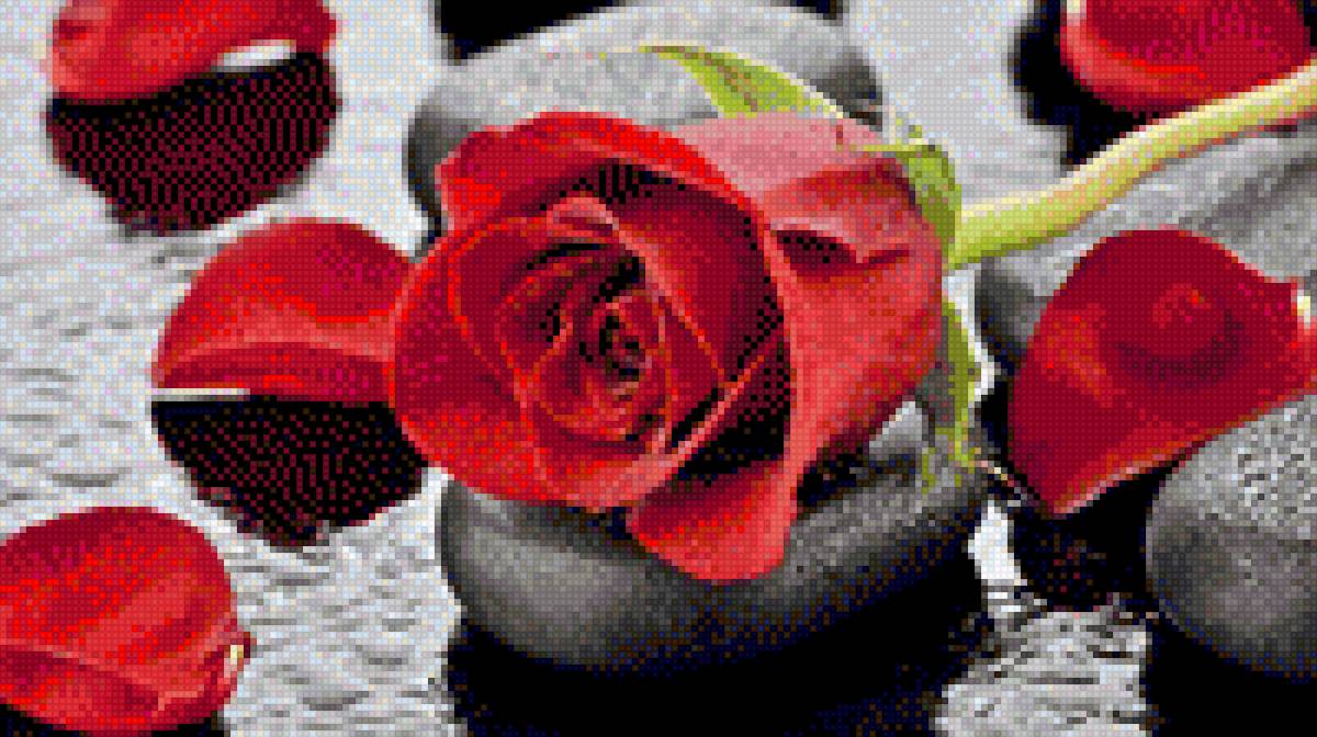 роза 6 - цветы - предпросмотр