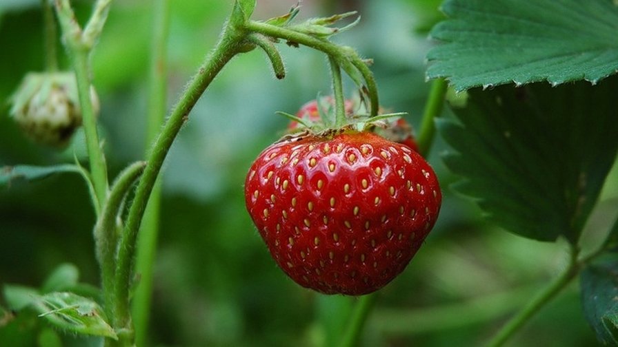 ягодка - фрукты - оригинал