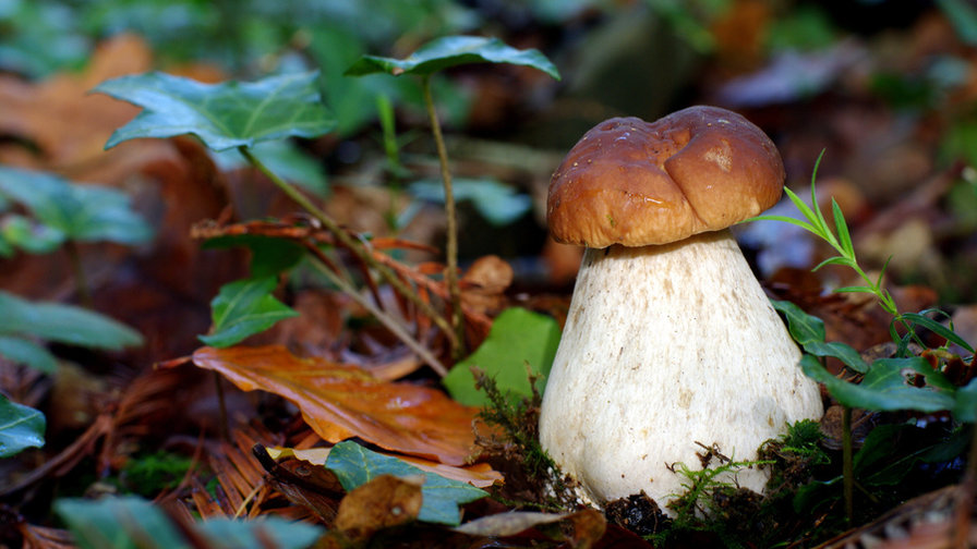 боровик - грибы - оригинал