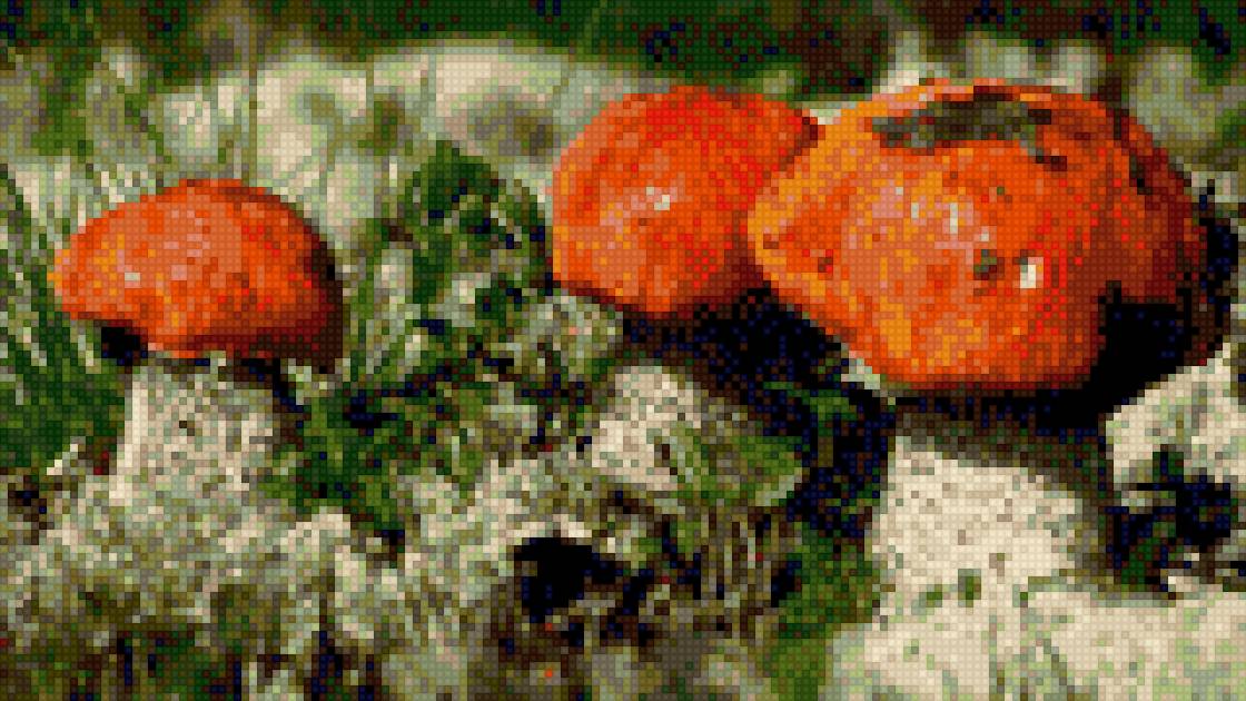 подберезовики - грибы - предпросмотр