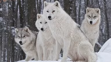 белые волки - волки, животные, волк, стая - оригинал