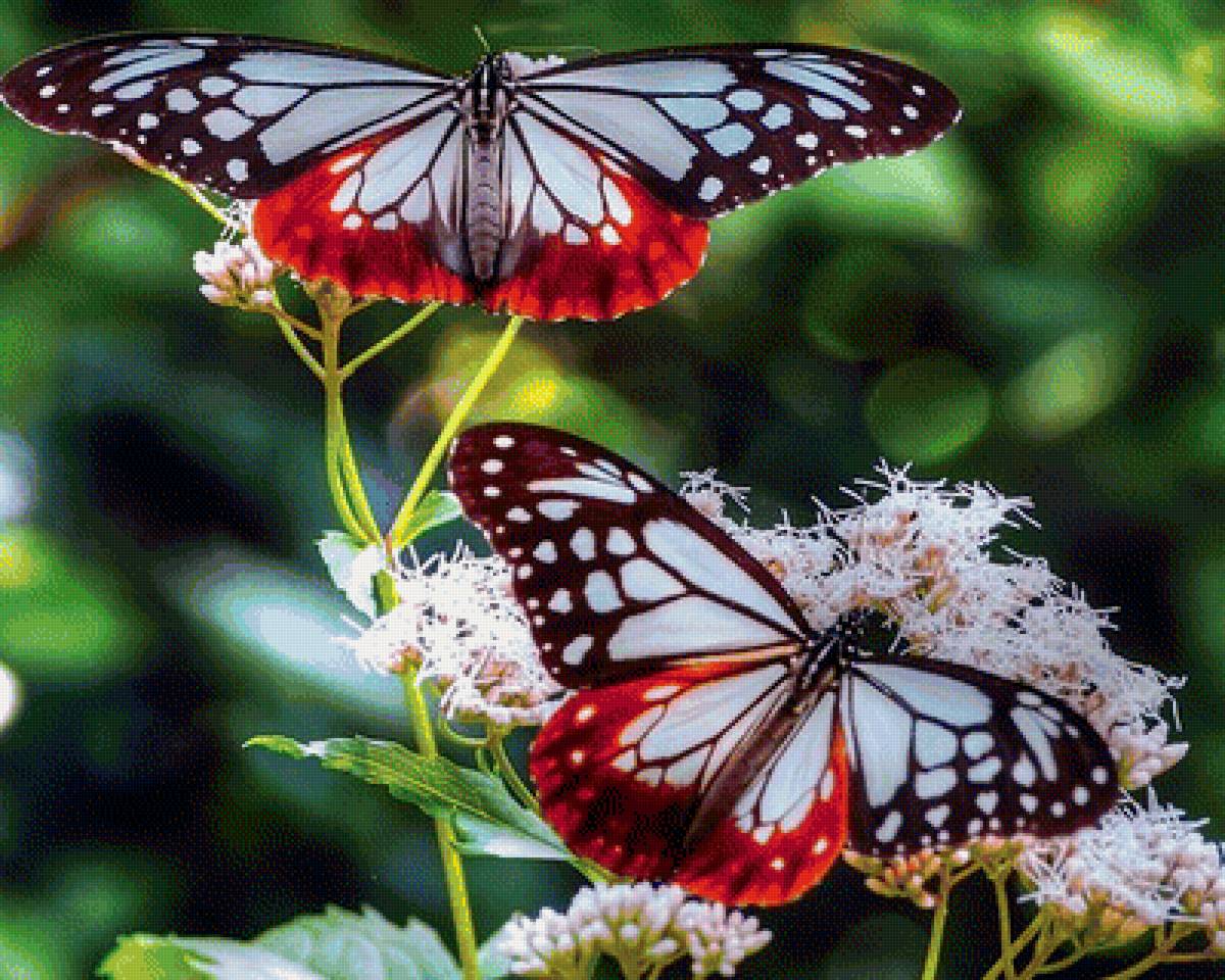 Цветы - цветы, бабочки, лето, природа, цветок - предпросмотр