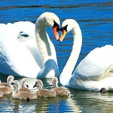 Лебединая семья