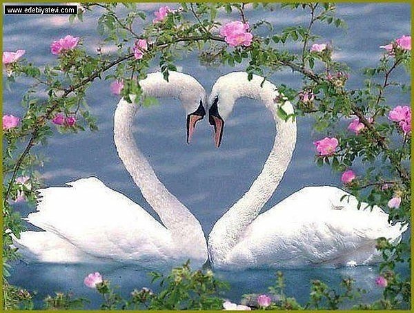 Лебеди в розах - скачать бесплатно, схема вышивки лебедей - оригинал