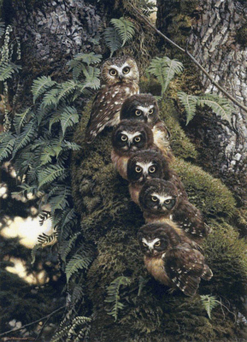 семья сов - совы - предпросмотр