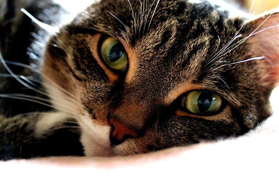 Сонный кот - кошка, кот - оригинал