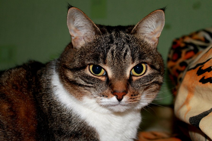 Кот - кот, кошка - оригинал