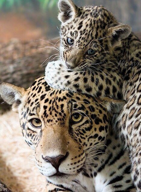 Мир животных - леопард, животное, семья - оригинал