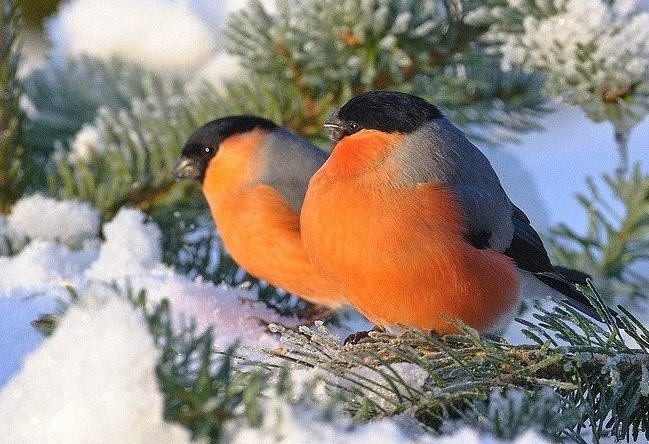 снегири - оригинал