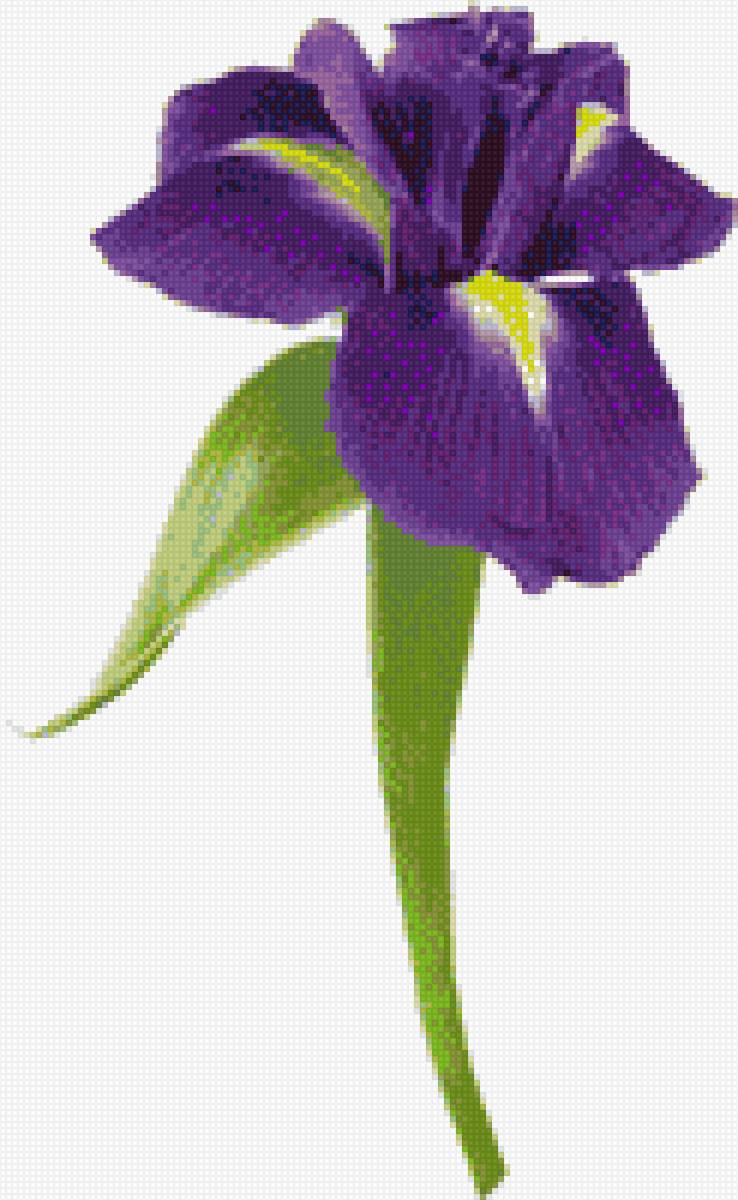 Ирис - цветок, ирис, фиолетовый - предпросмотр
