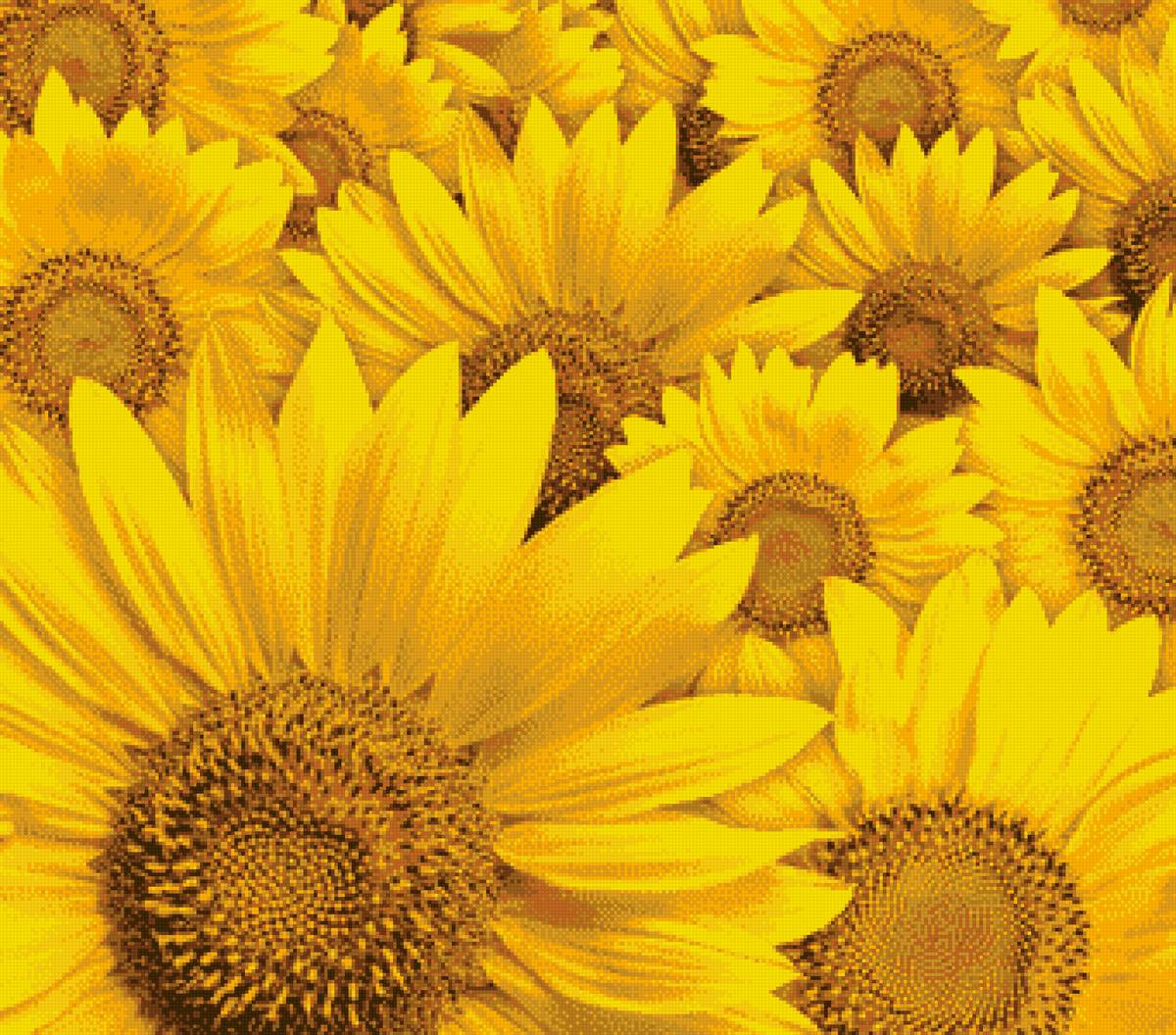 подсолнухи - цветы, подсолнухи - предпросмотр