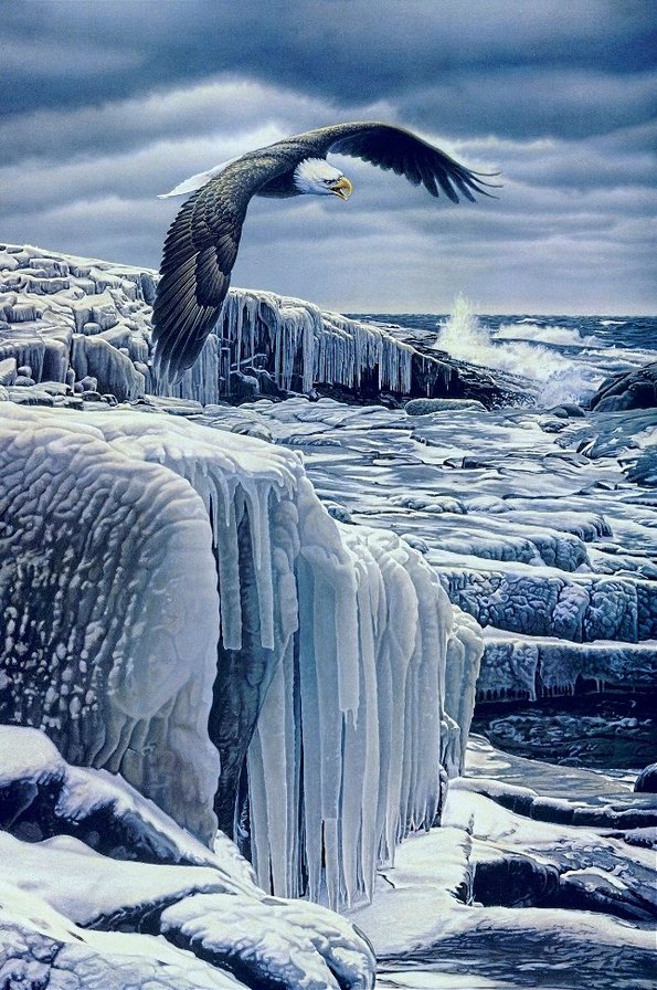 хозяин неба - льдина, хищники, птицы, лед, север, море, орел - оригинал