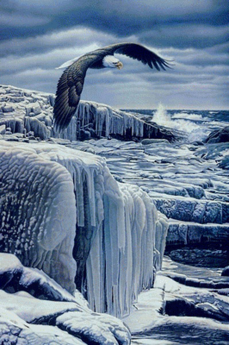 хозяин неба - лед, орел, море, хищники, север, птицы, льдина - предпросмотр