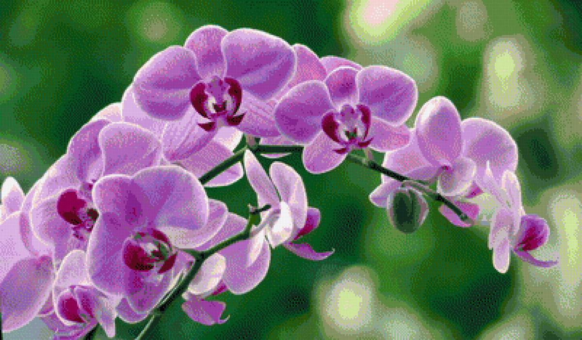 Моя орхидея - предпросмотр