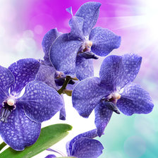 Оригинал схемы вышивки «синяя орхидея» (№1458496)