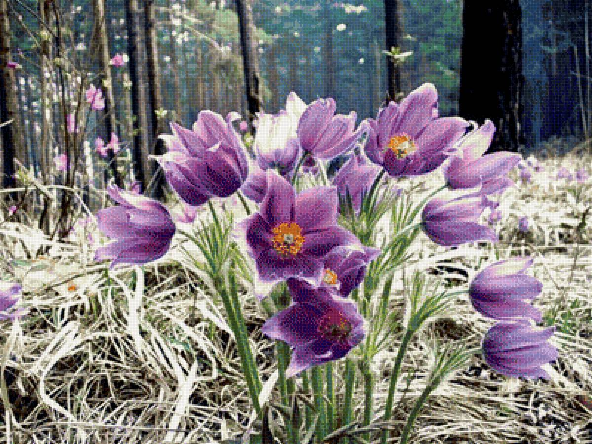 Подснежники - цветы, природа - предпросмотр