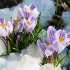 Схема вышивки «Подснежники 2»