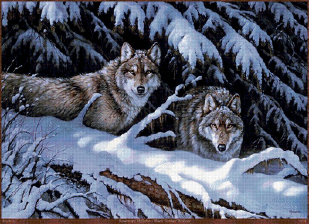 волки - волки, зима, снег - предпросмотр