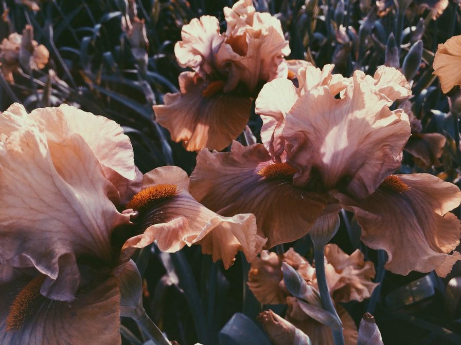 Ирисы - цветы - оригинал