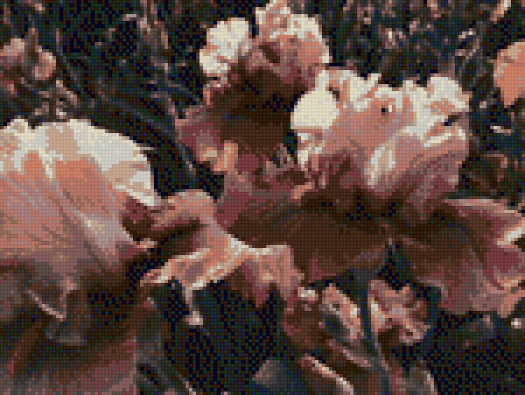 Ирисы - цветы - предпросмотр