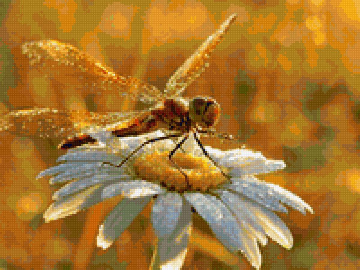 стрекоз - насекомые, природа - предпросмотр