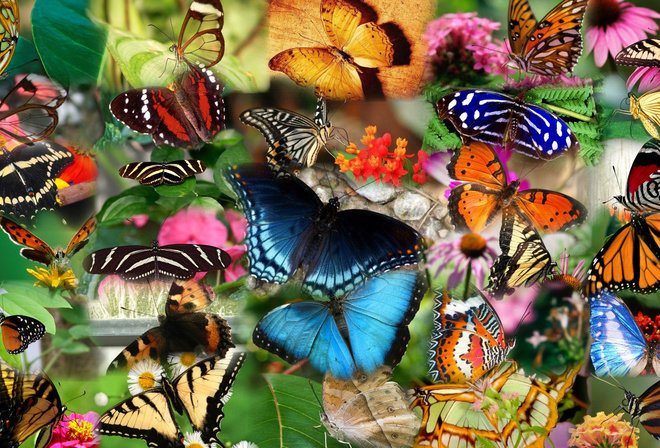 много - бабочки - оригинал