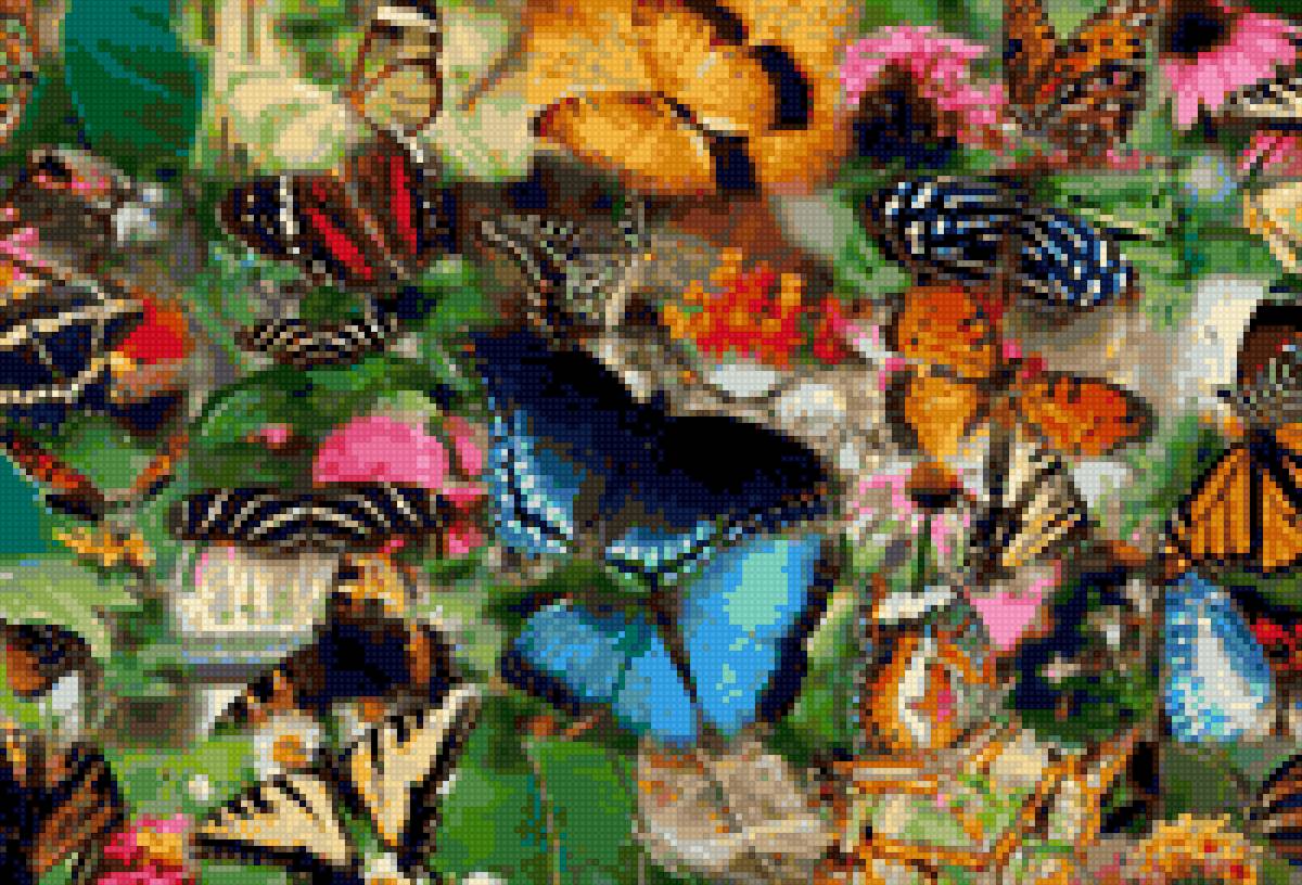 много - бабочки - предпросмотр